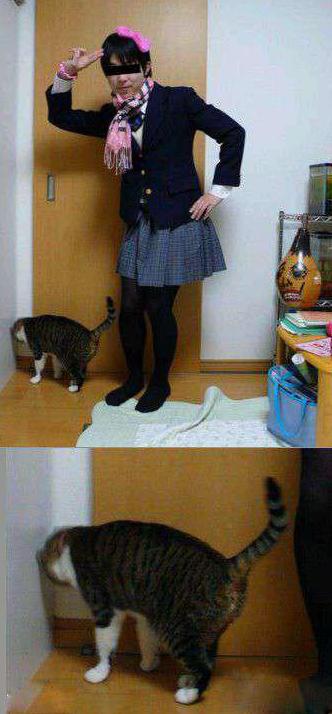 2货主人的这造型…连猫咪都不忍直视了 2货主人的这造型…连猫咪都不忍直视了