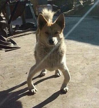 TMD把原本的狗腿还给我... TMD把原本的狗腿还给我...