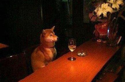 一只单身狗的日常 一只单身狗的日常