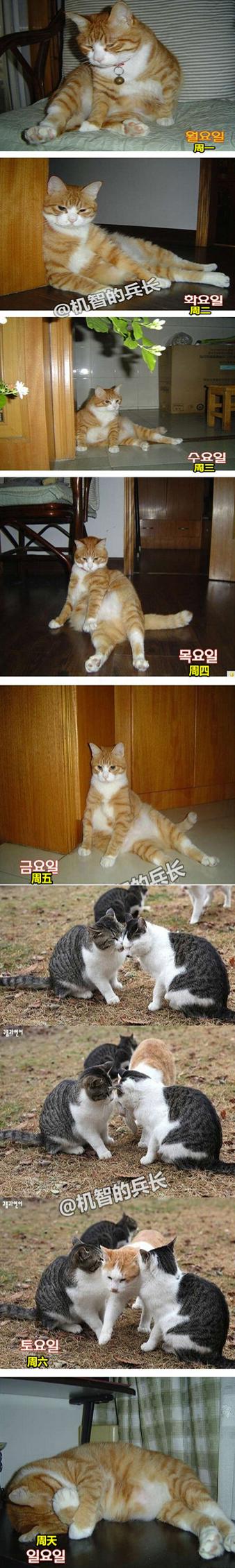 一只单身猫的日常 一只单身猫的日常