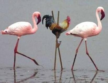 一只想变成火烈鸟的大公鸡 一只想变成火烈鸟的大公鸡