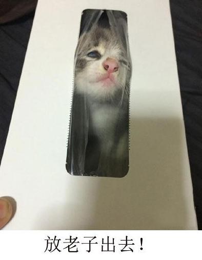 一只想要冲破结界的喵 一只想要冲破结界的喵