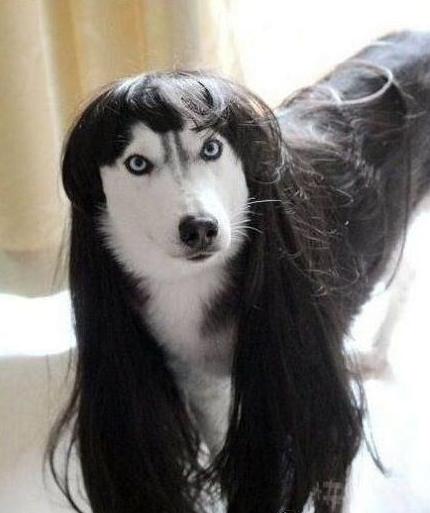 一只汪星美人 一只汪星美人