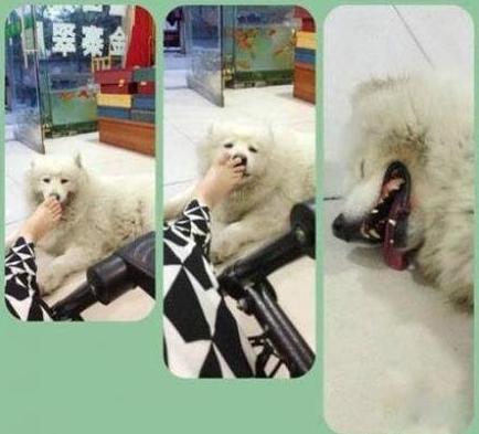 一只英勇无畏的汪星人 一只英勇无畏的汪星人