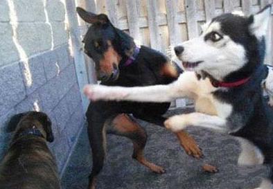 一场为爱厮杀的战斗 一场为爱厮杀的战斗