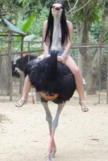 一妹子让朋友帮忙拍一张跟鸵鸟的合照 一妹子让朋友帮忙拍一张跟鸵鸟的合照
