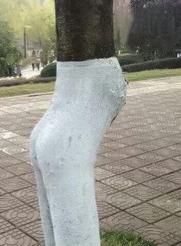 一棵风骚的树 一棵风骚的树