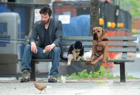 三只单身狗和一只鸡的故事 三只单身狗和一只鸡的故事