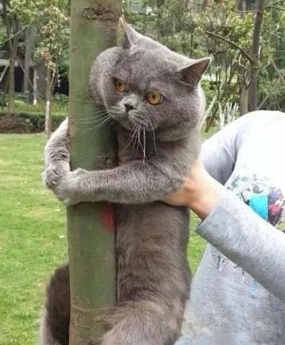 不想当考拉的猫不是好猫 不想当考拉的猫不是好猫