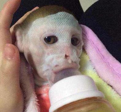 主人说给我喂奶的同时也给我脸敷张面膜滋润滋润 主人说给我喂奶的同时也给我脸敷张面膜滋润滋润