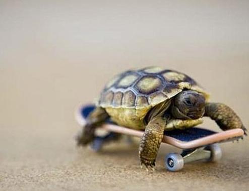 乌龟要改变自己慢的天性 乌龟要改变自己慢的天性