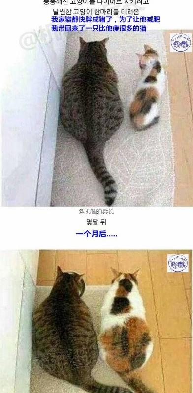 事实证明胖是会传染的 事实证明胖是会传染的