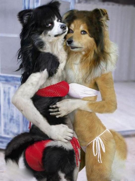 人模狗样 人模狗样