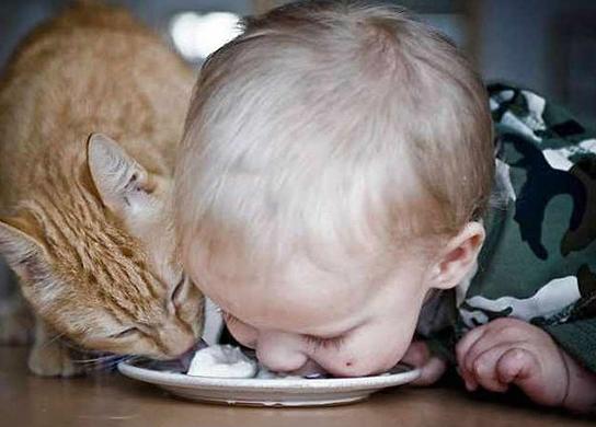 人类能和猫咪如此和睦相处也是蛮拼的 人类能和猫咪如此和睦相处也是蛮拼的