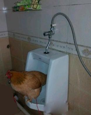 会用马桶的母鸡 会用马桶的母鸡