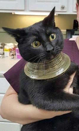 传说中的埃及神喵 传说中的埃及神喵