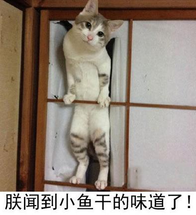 你又在偷着吃啥 你又在偷着吃啥