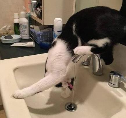 你就不能换个普通点的喝水方法吗 你就不能换个普通点的喝水方法吗