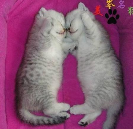 你睡了吗猫 你睡了吗猫