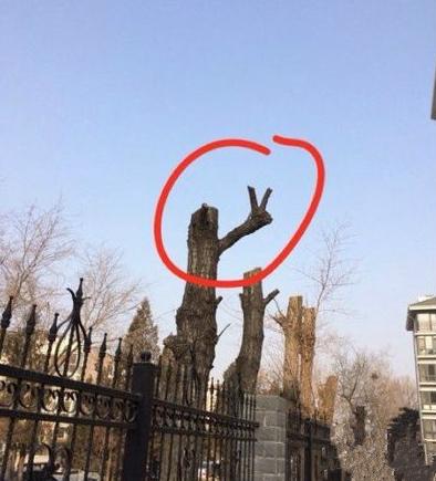 你这么二其他树知道么 你这么二其他树知道么