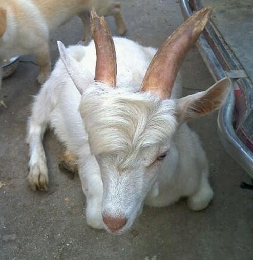 偏分的发型简直帅呆了…… 偏分的发型简直帅呆了……