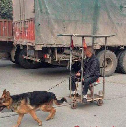 做大爷家的狗要会的技能不少呀 做大爷家的狗要会的技能不少呀