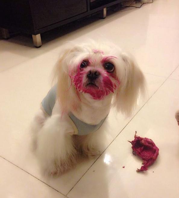 偷吃火龙果的狗 偷吃火龙果的狗