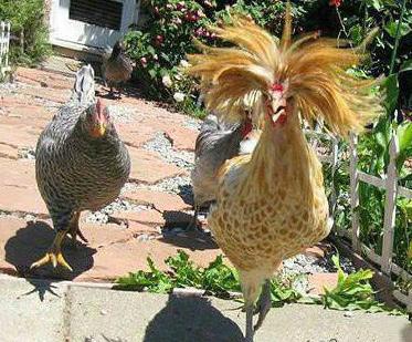 刚做了一个吸引异性注意力的发型 刚做了一个吸引异性注意力的发型