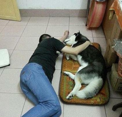 单身汉与单身狗 单身汉与单身狗