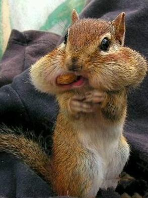 吃货的嘴巴就是无底洞 吃货的嘴巴就是无底洞