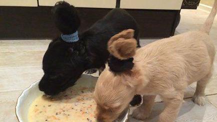 吃饭专用马尾 吃饭专用马尾