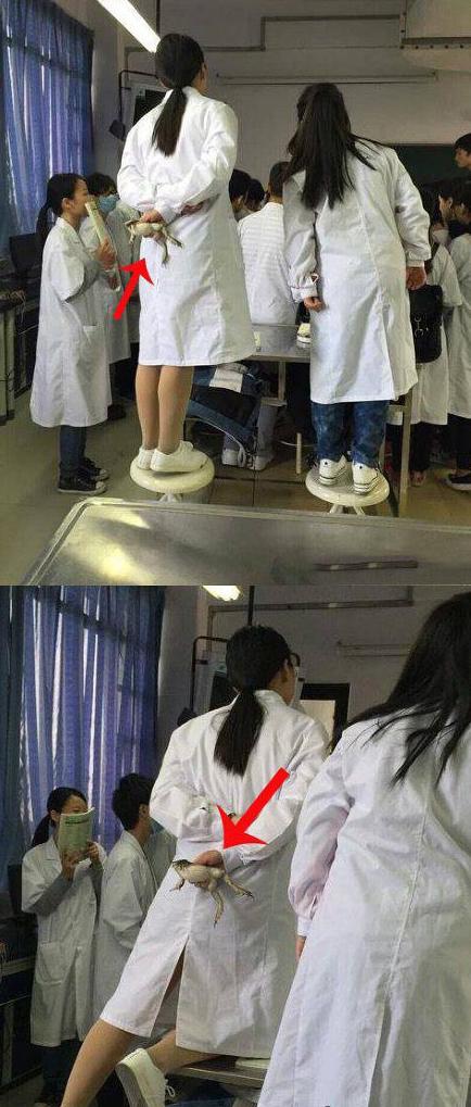 同学你这是带着宠物来上课吗 同学你这是带着宠物来上课吗