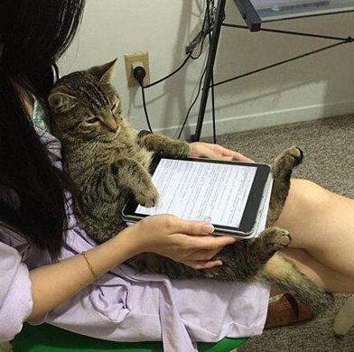 和主人一起学习,喵星人内心是懵逼的 和主人一起学习,喵星人内心是懵逼的