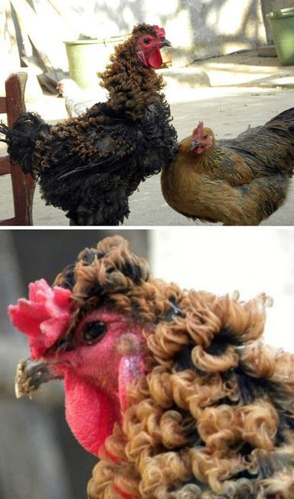 哥靠这炫酷的烫发征服了无数的母鸡 哥靠这炫酷的烫发征服了无数的母鸡