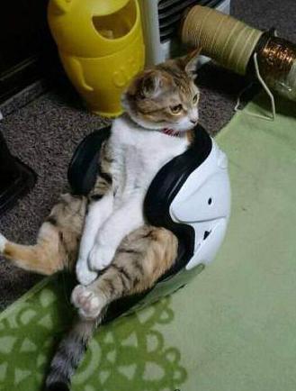 喵找到了理想的椅子 喵找到了理想的椅子