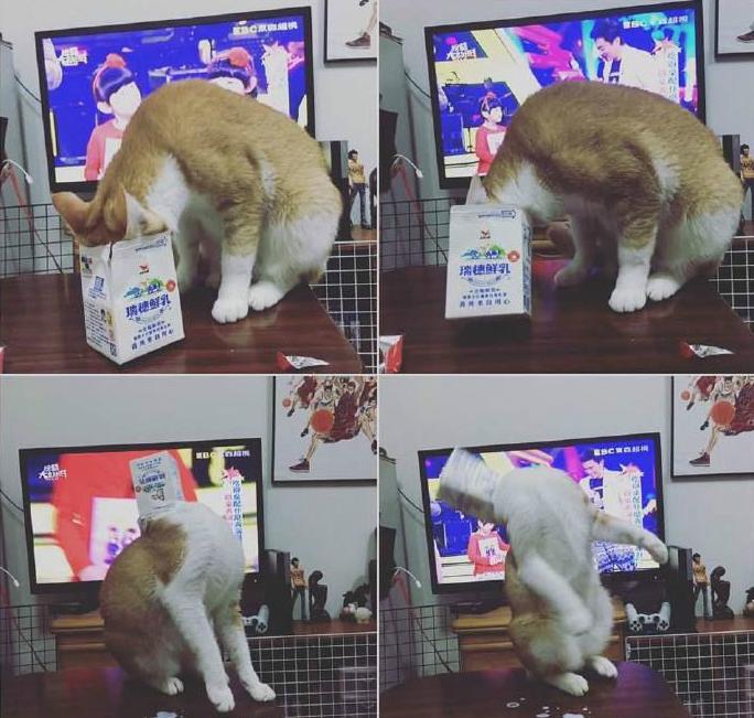 喵星人偷喝牛奶成功的过程 喵星人偷喝牛奶成功的过程