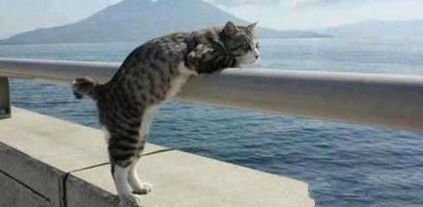 喵星人是想逃离地球吗 喵星人是想逃离地球吗