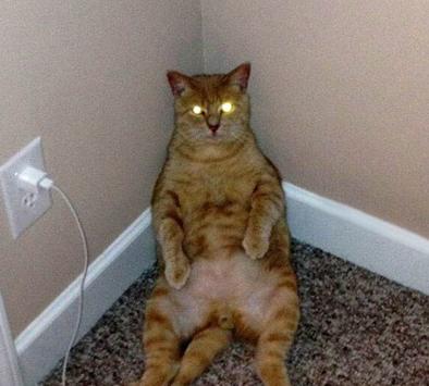 喵星人正在充电中... 喵星人正在充电中...