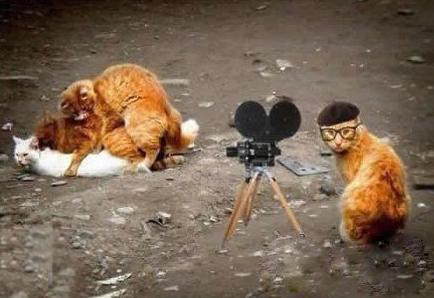 喵界动作片拍摄现场 喵界动作片拍摄现场