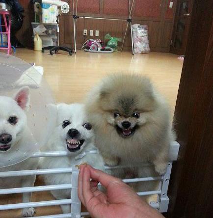 在食物面前一切卖萌可爱都是浮云 在食物面前一切卖萌可爱都是浮云