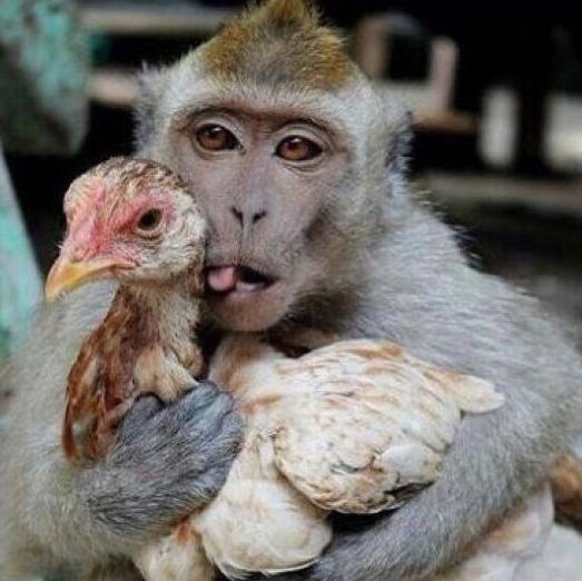 大师兄说是去东莞取经 大师兄说是去东莞取经