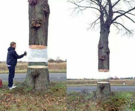 大树还能这样玩 大树还能这样玩