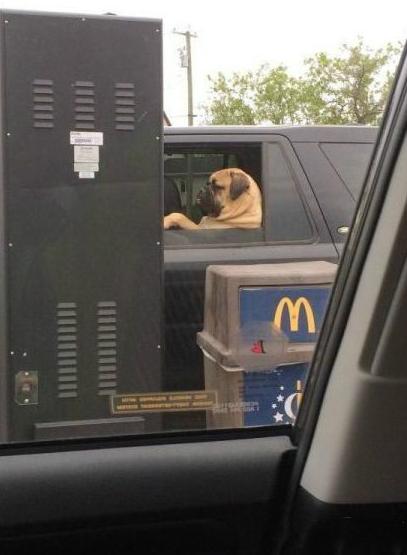 好有范的一只二汪 好有范的一只二汪