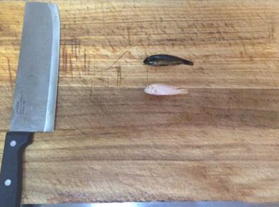 媳妇说今天给我做两条鱼补补身体....... 媳妇说今天给我做两条鱼补补身体.......