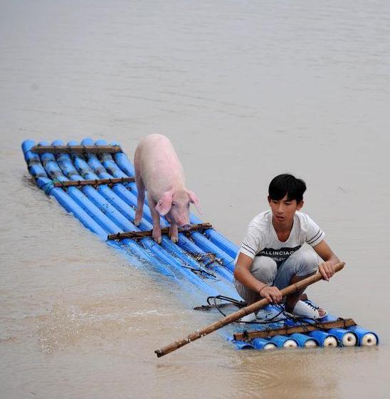 少年pig的奇幻漂流 少年pig的奇幻漂流