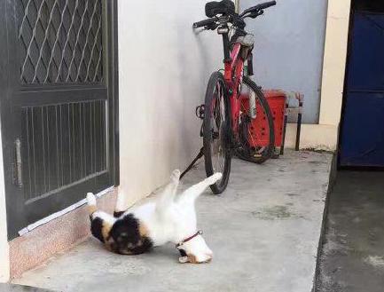 少林十八喵 少林十八喵