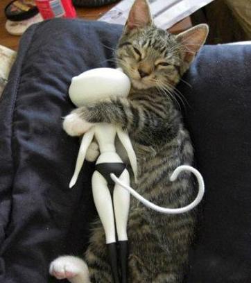 就算是单身喵也要有梦想 就算是单身喵也要有梦想