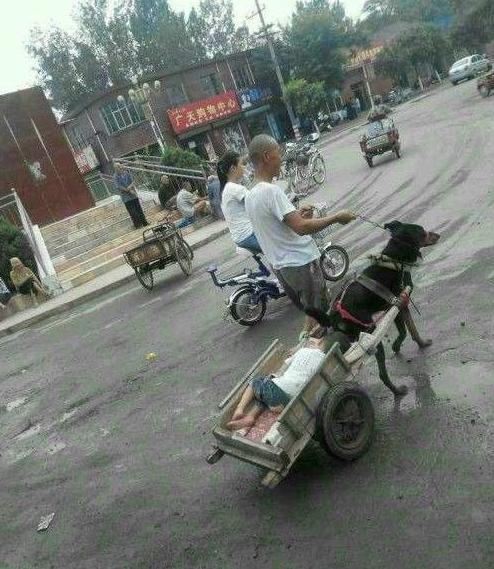 带着汪星人一起溜孙子 带着汪星人一起溜孙子