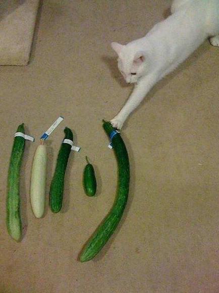 帮女主人挑男朋友 帮女主人挑男朋友