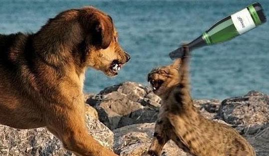 当猫狗大战配上五毛特效 当猫狗大战配上五毛特效